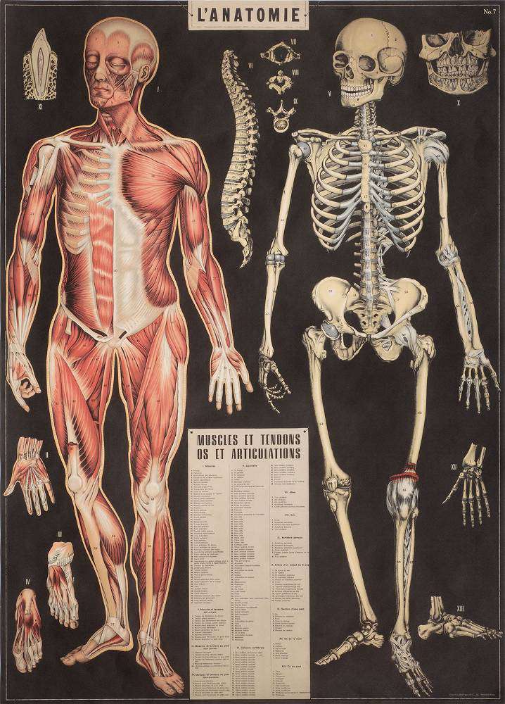 Planche anatomique du corps humain squelette